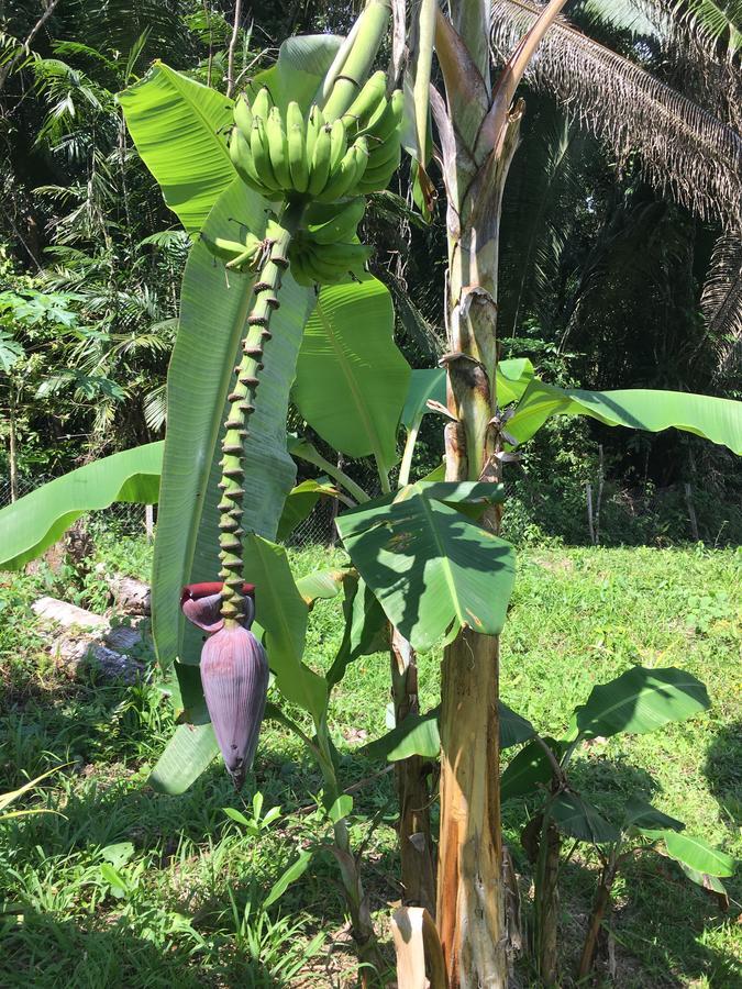 Hickatee Cottages, Belize, Central America Пунта-Горда Екстер'єр фото