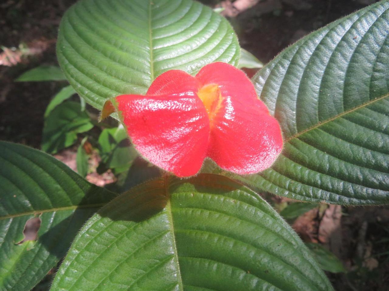 Hickatee Cottages, Belize, Central America Пунта-Горда Екстер'єр фото